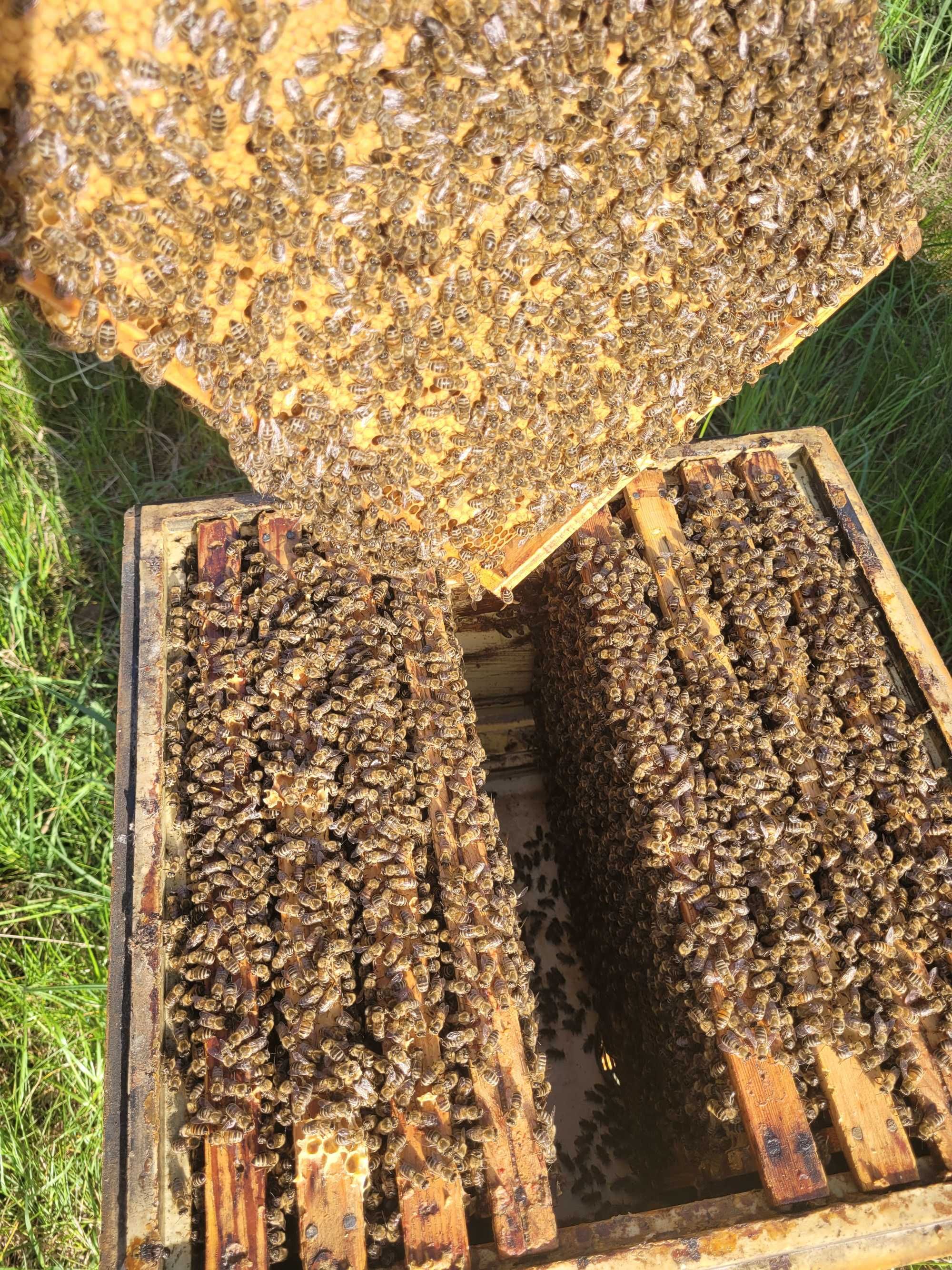PSZCZOŁY - rodziny pszczele na ramce wielkopolskiej