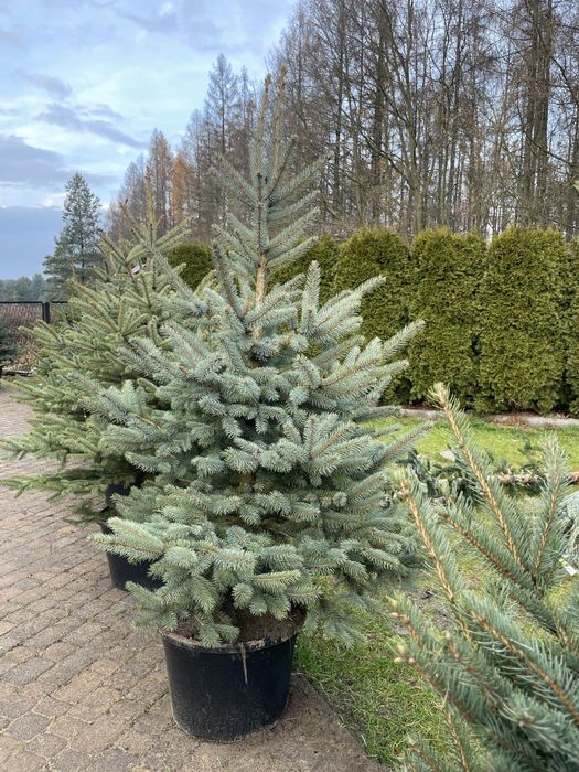 SOSNOWIEC CHOINKI świeże jodła świerk cięte doniczkowe śląsk