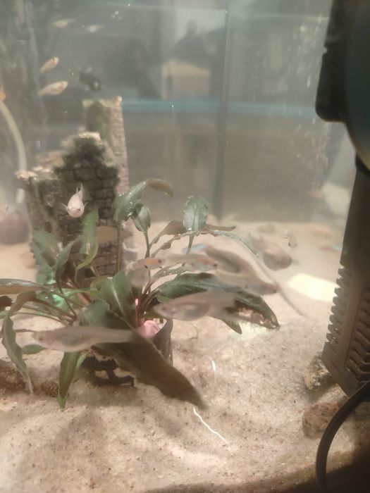 Gupiki  sprzedam