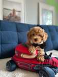 Śliczny Piesek Maltipoo!