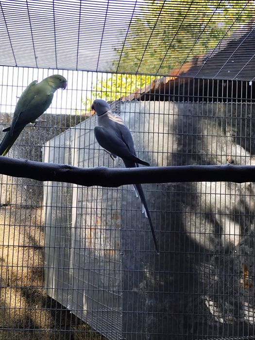 Ring necks adultos