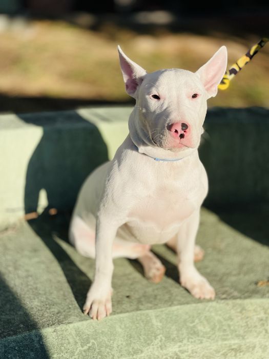 Bull Terrier Standard