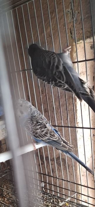 Periquitos portadores de fallow e asas cinza