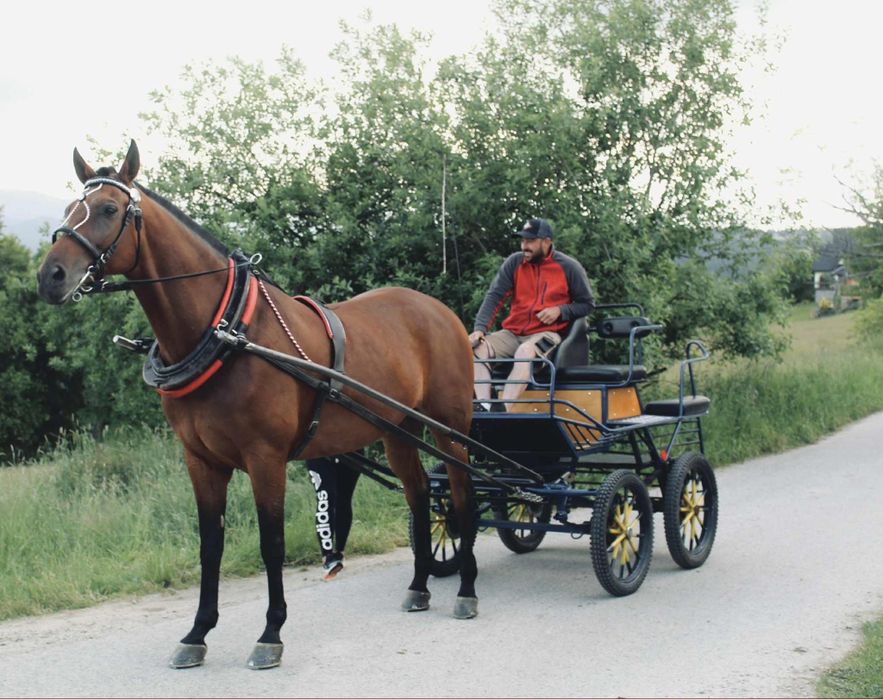 Sprzedam konia małopolski