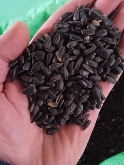 Słonecznik pokarm dla ptaków zimujących 10kg zbiór 2025