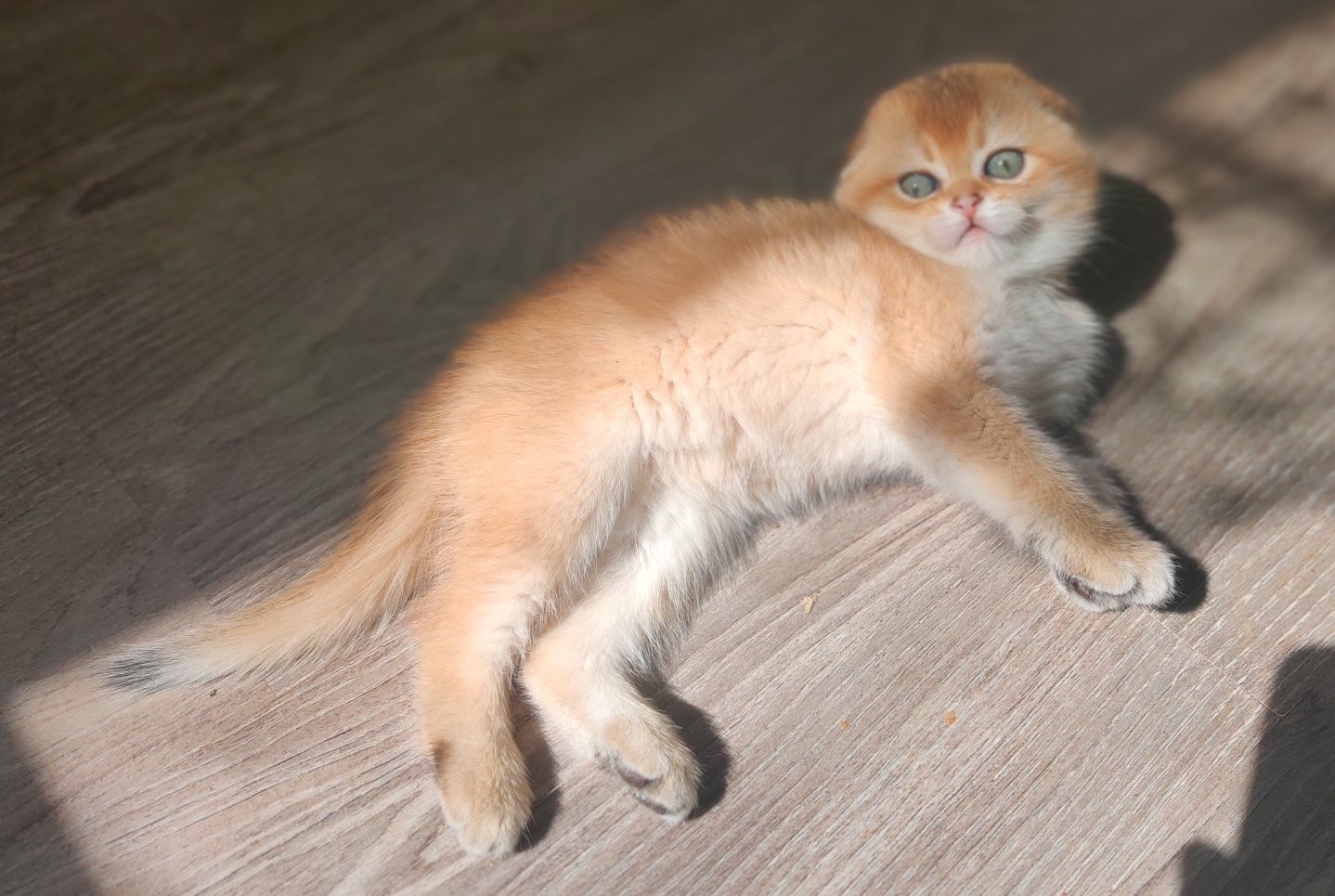 Кошечка золотая шиншилла. Golden Chinchilla.