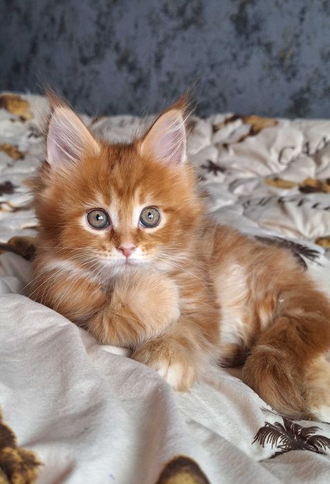 Шикарная девочка Мейн Кун