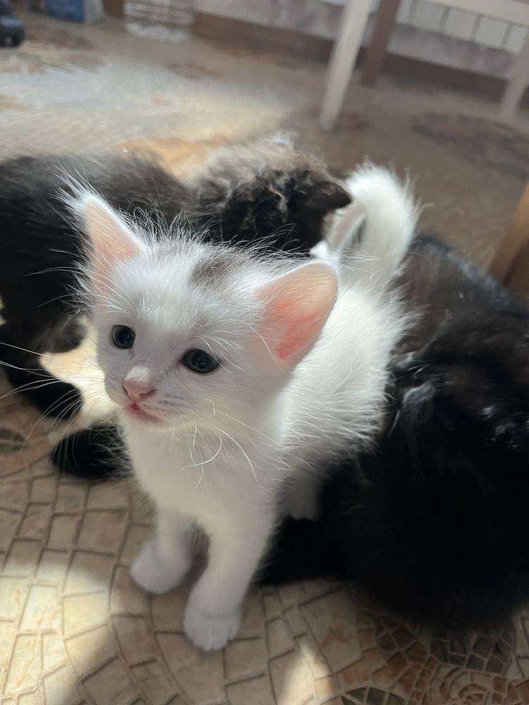Котята, отдам котят