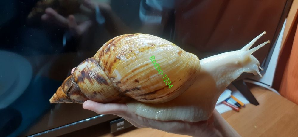 Największe ślimaki afrykańskie lissachatina Reticulata Albino boody