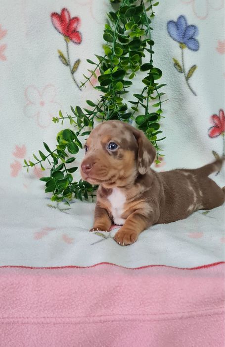 Estupendo Teckel mini choco arlequim de Qualidade