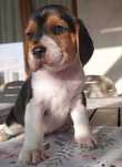 Piesek Beagle tricolor