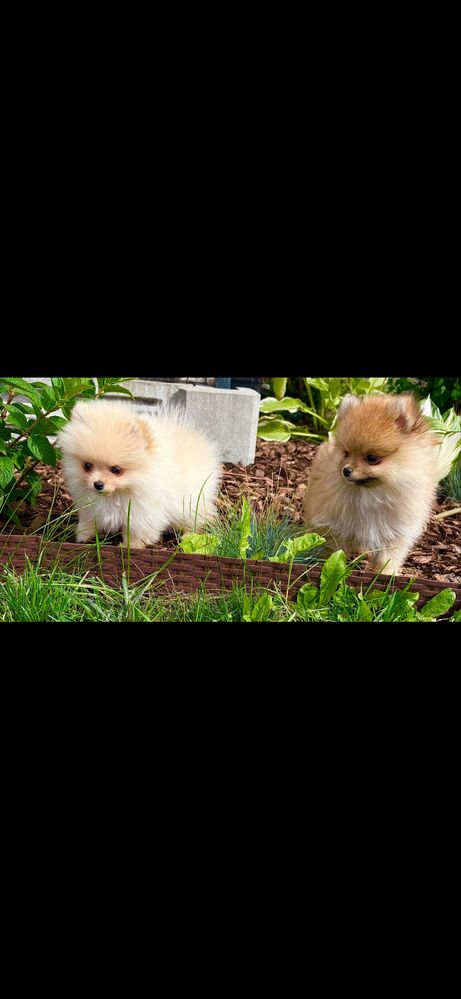 Szpic miniaturowy (Pomeranian)