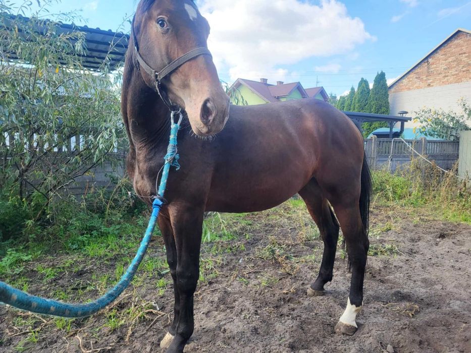 Sprzedam piękną klacz ciemnogniadotarantowatą