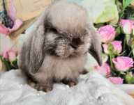 Mini Lop        LIKWIDACJA HODOWLI 2 za 1