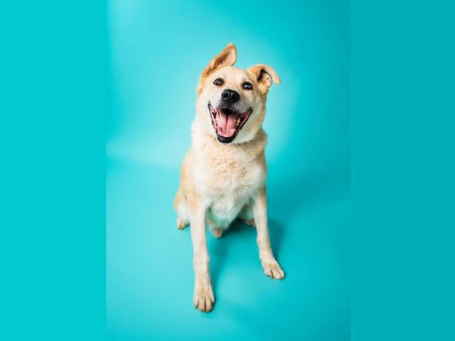 Bingo - piękny, szybko się uczy i lubi kontakt z człowiekiem