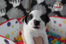 Szczenię piesek Jack Russell Terrier po Championach, FCI ZKwP,