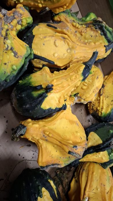 Dynia ozdobna, mała dynia 15 sztuk