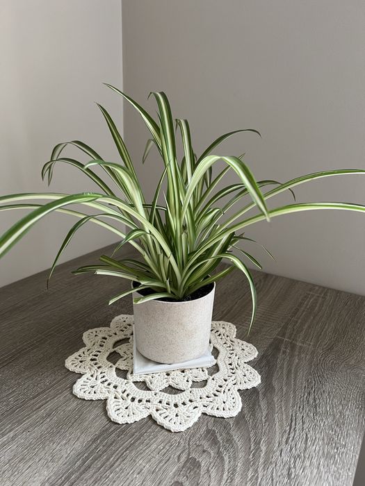 Zielistka, Chlorophytum