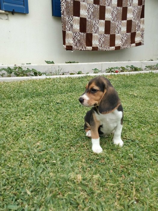 Beagle tricolor cachorro