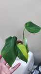 Monstera Marmorata