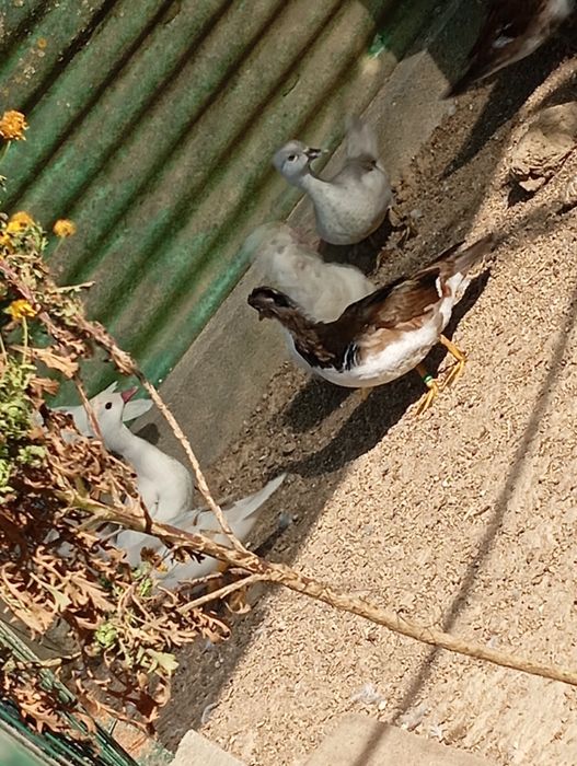 Patos Mandarim  e Carolino