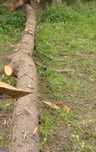 Tronco madeira cedro +- 1 Ton
