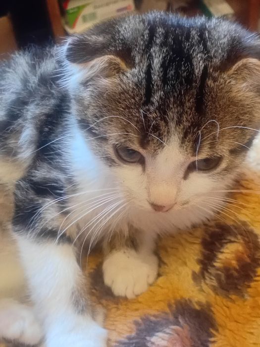 Котенок,британец