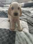 Cocker Spaniel Angielski Orange Roan piesek