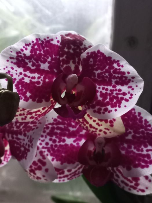 Орхідеї, десять штук.