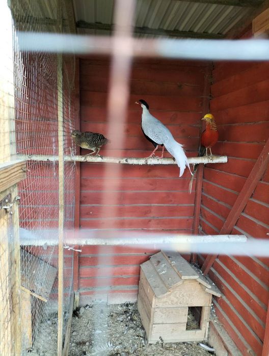 Młode bażanty złote i srebrne