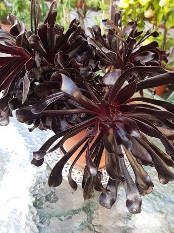 FloresOnline: Ensaião Escuro/Black Succulent (Aeonium arboreum)