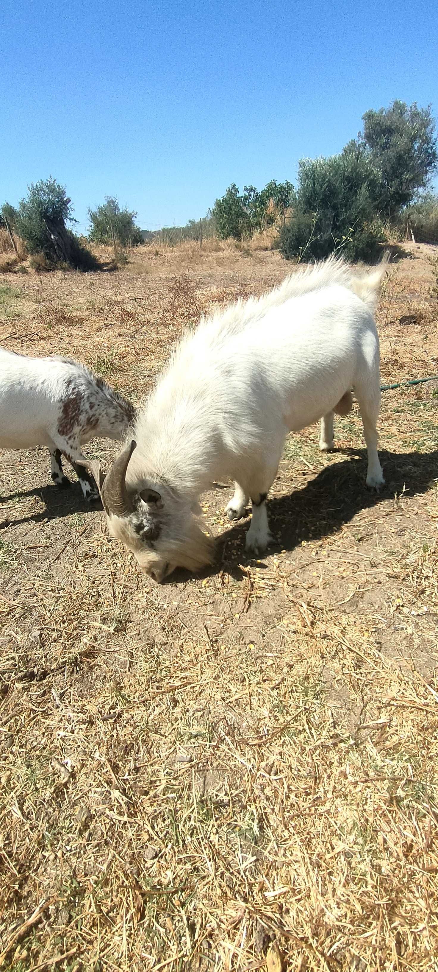Cabras anãs disponíveis