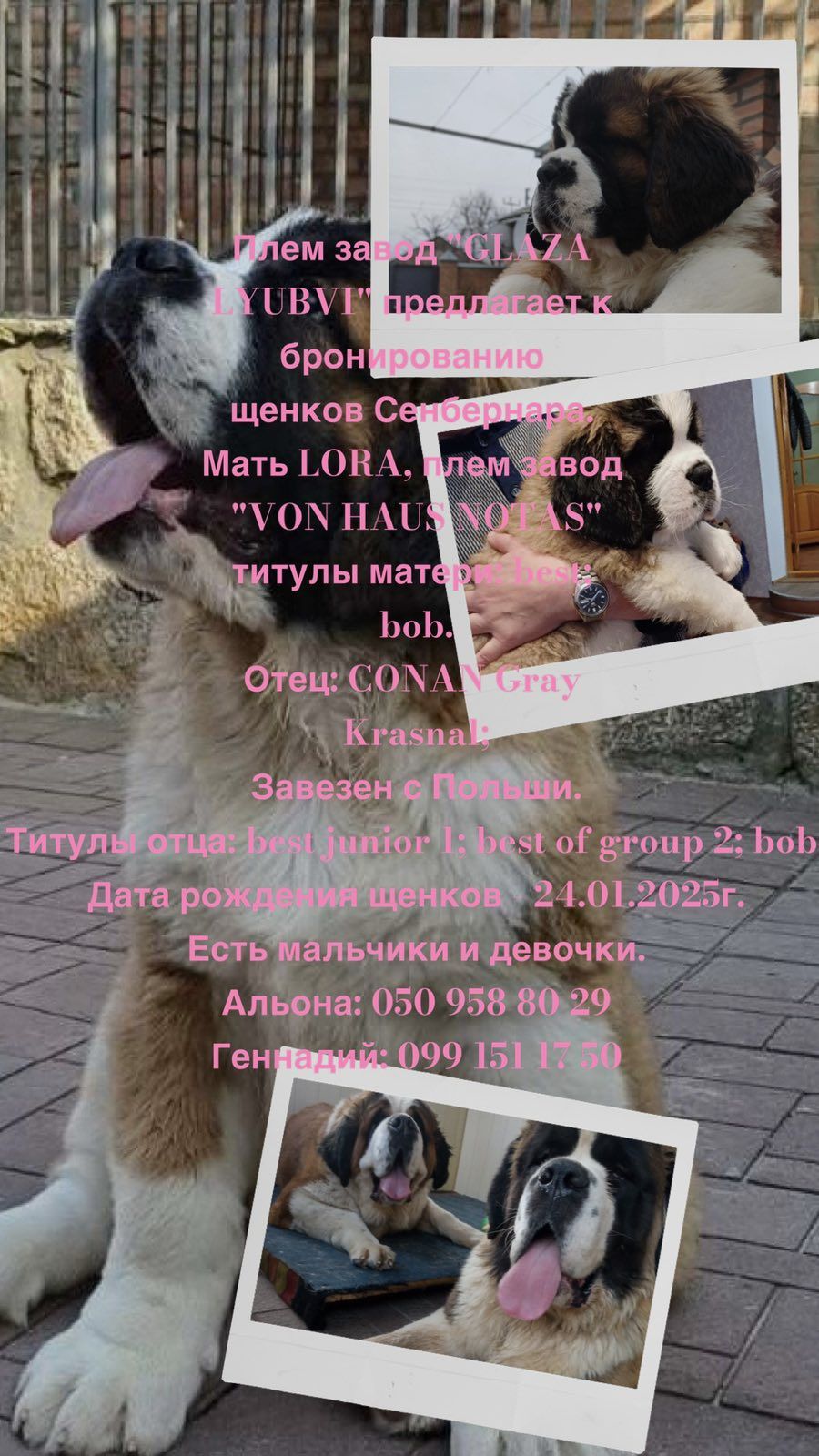 Щенки сенбернара