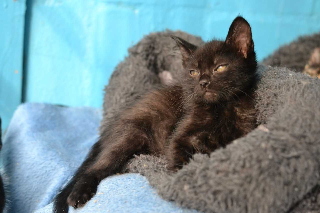 чорномордий котик пантерик 7м