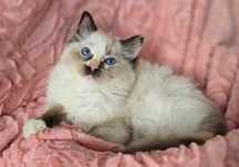 Ragdoll dziewczyna seal mitted tortie szyltretka wyjątkowy kolor FPL