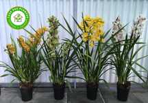 Orquídeas de exterior Cymbidium