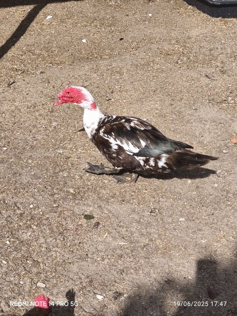 Patos adultos caseiros