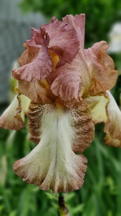 Іриси, півники, квіти садові багаторічні