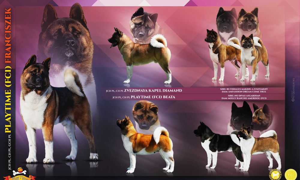 Akita Amerykańska szczenięta -grudzień -zapowiedź miotu - PlayTime FCI