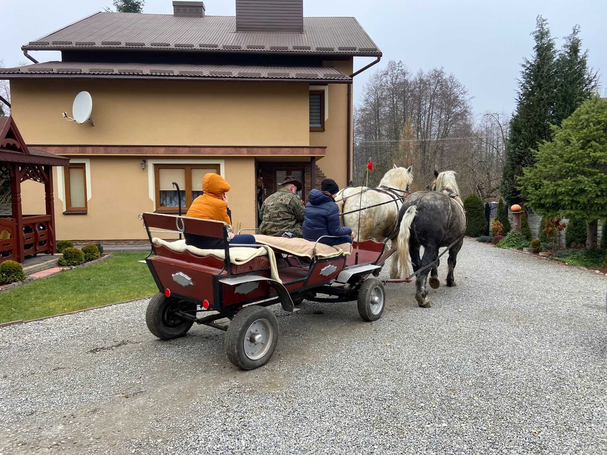 Wałach zimnokrwisty szpak