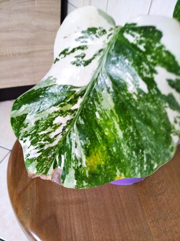 Monstera variegata