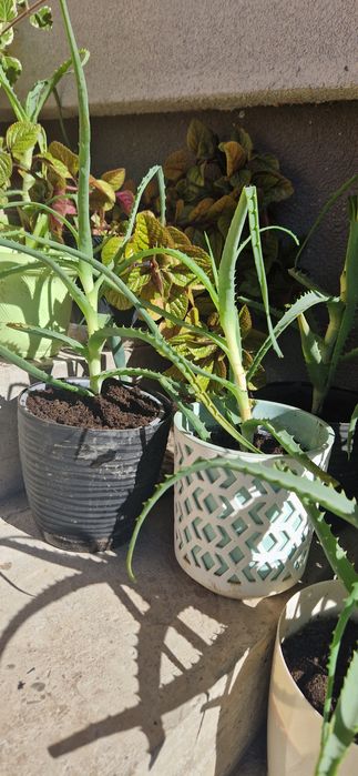 Kwiat Aloes w doniczce