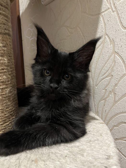 Котёнок Мейн-кун мальчик черный солид