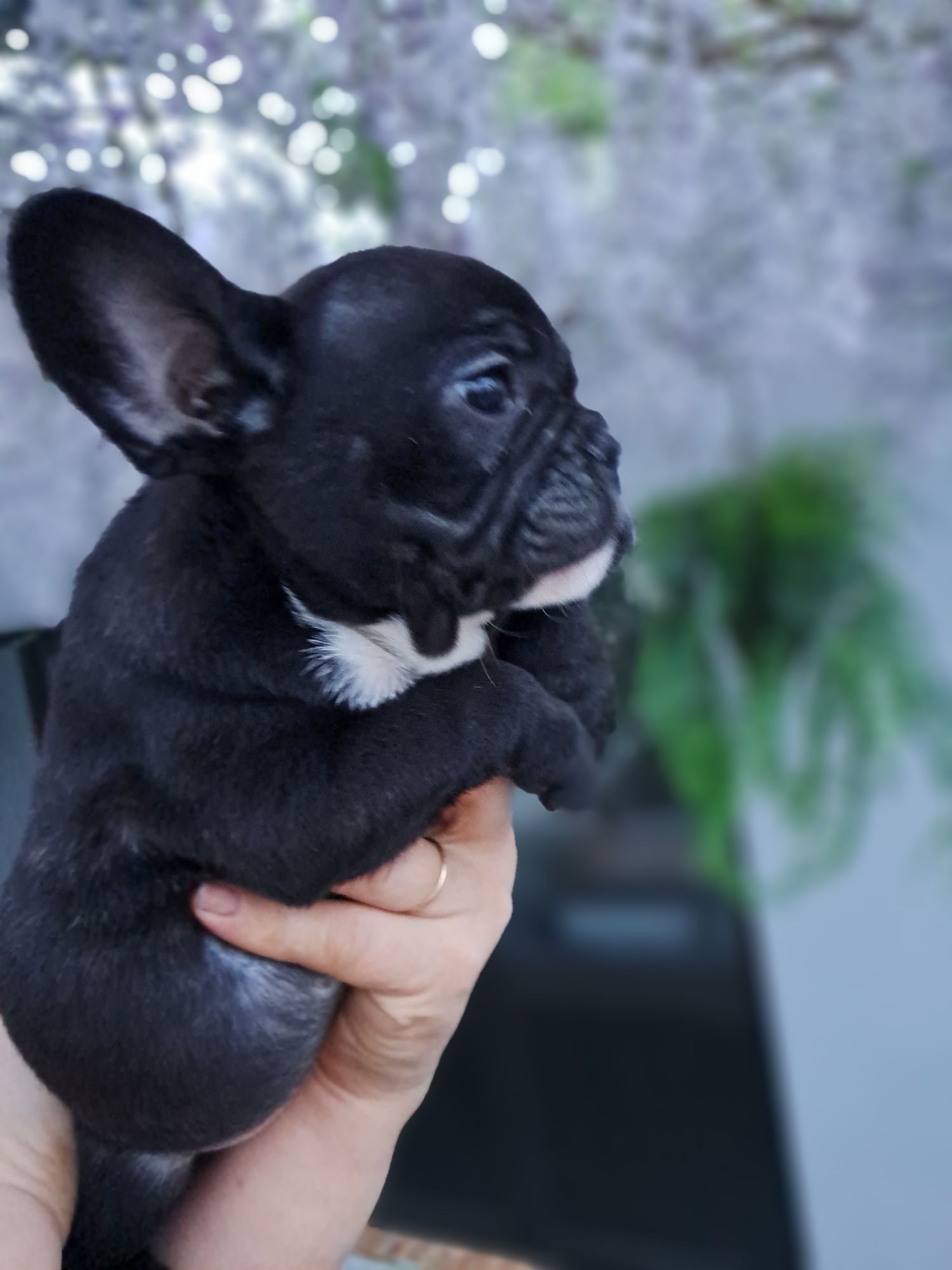 Buldogue francês