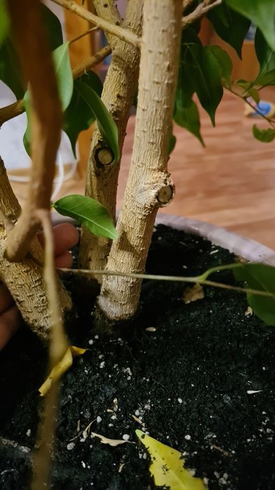 Фикусы  Бенджамина большие растения