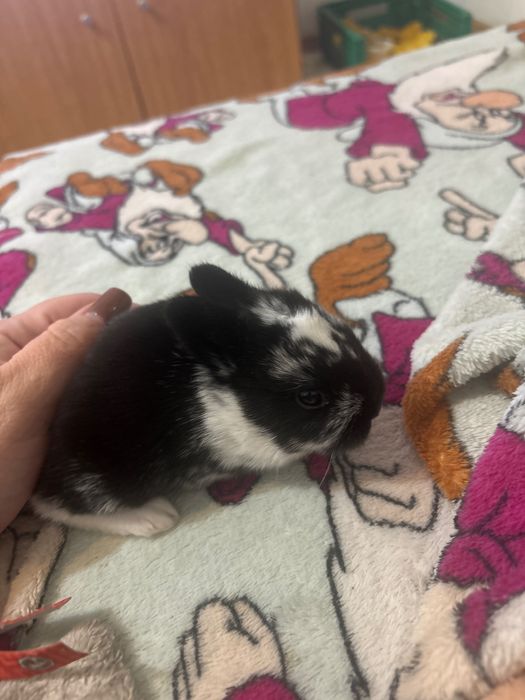 Coelhinho anão Netherland Dwarf mix