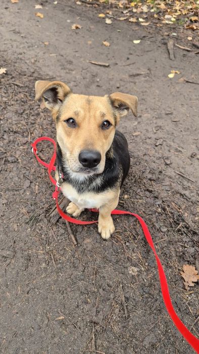 Kochająca Kredka szuka domu stałego!