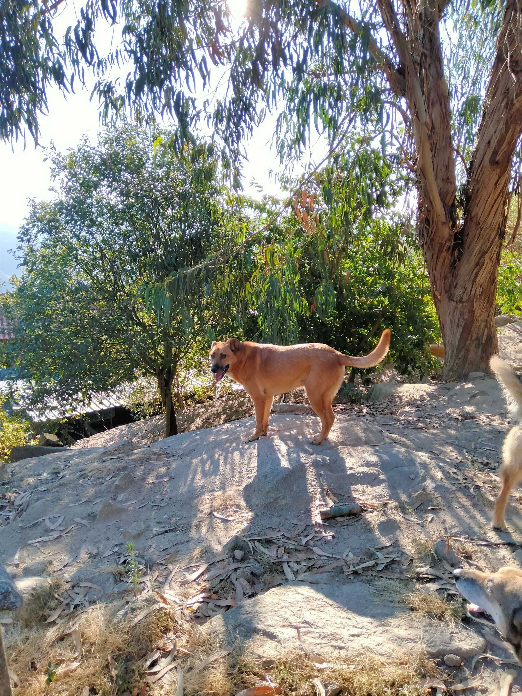 O grande MAX está para adoção!