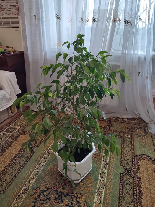 Фикус бенджамин.