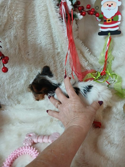 Biewer Terrier Fêmea Super Mini Criadora Registada PT 3088FL